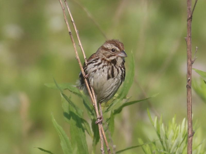 Mystery bird to be identified