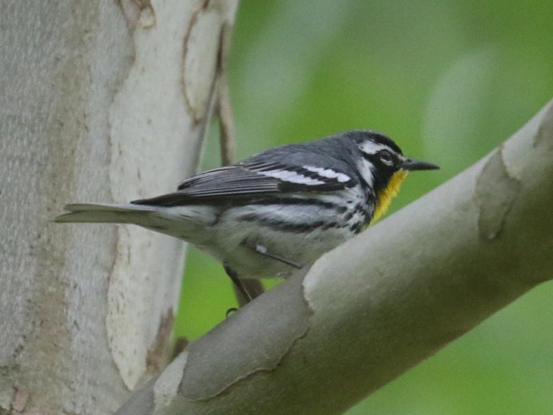 Mystery bird to be identified