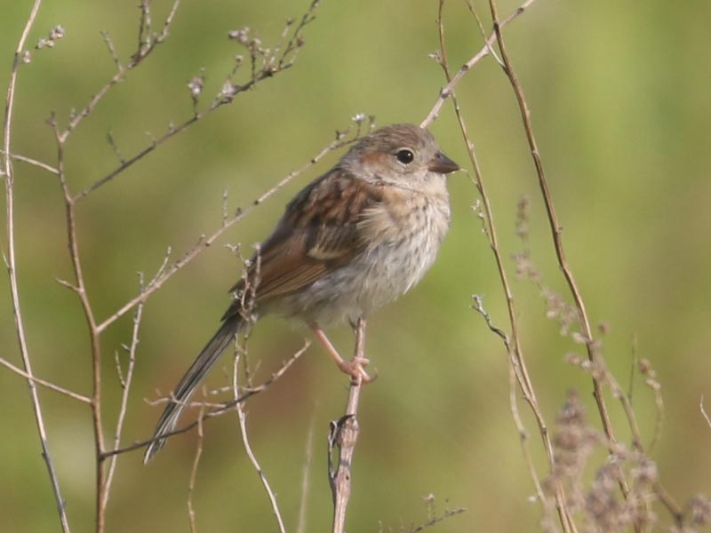 Mystery bird to be identified