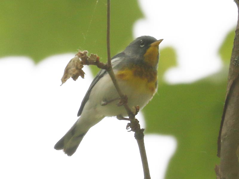 Mystery bird to be identified