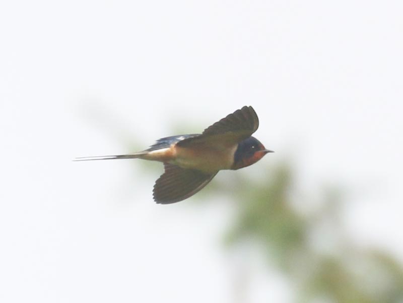 Mystery bird to be identified