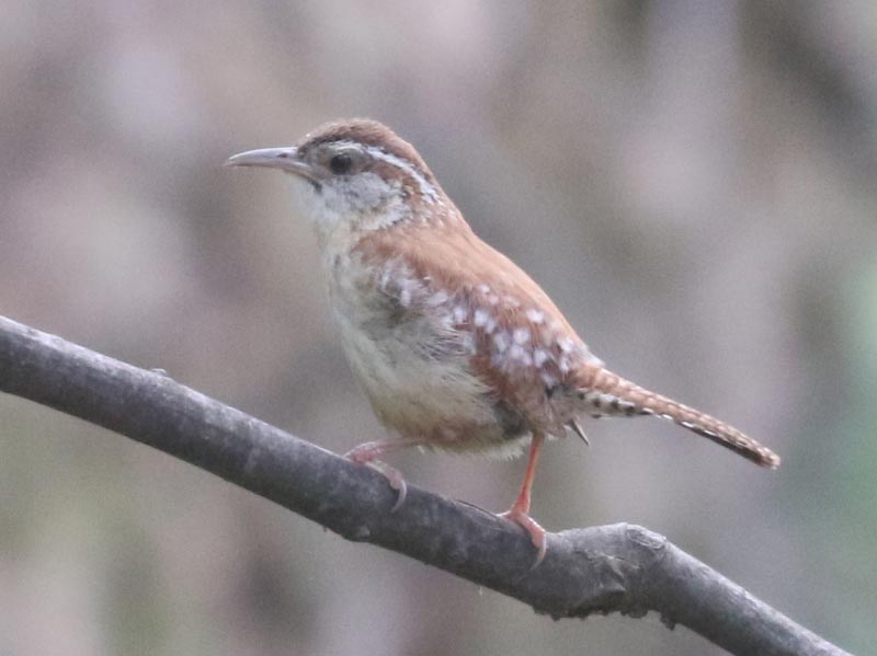 Mystery bird to be identified