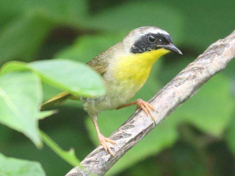 Mystery bird to be identified