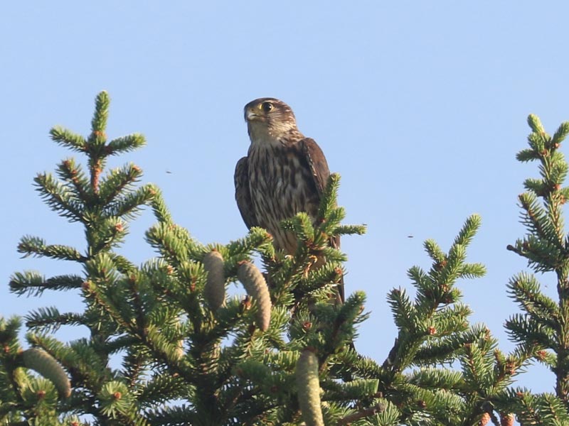 Mystery bird to be identified