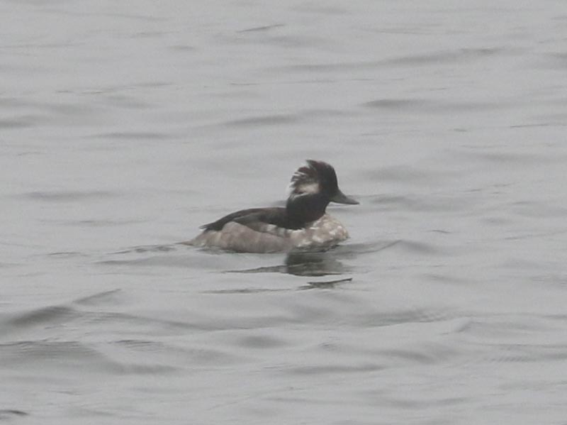 Mystery bird to be identified