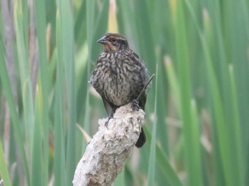 Mystery bird to be identified