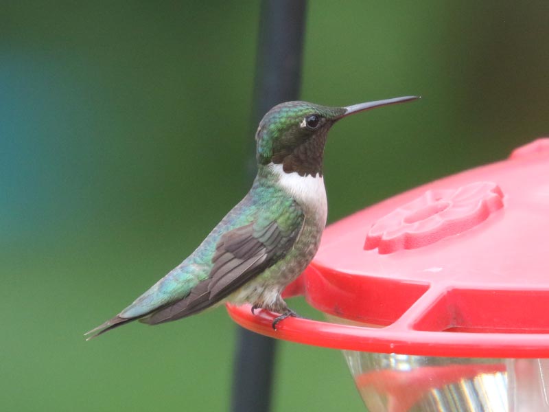 Mystery bird to be identified