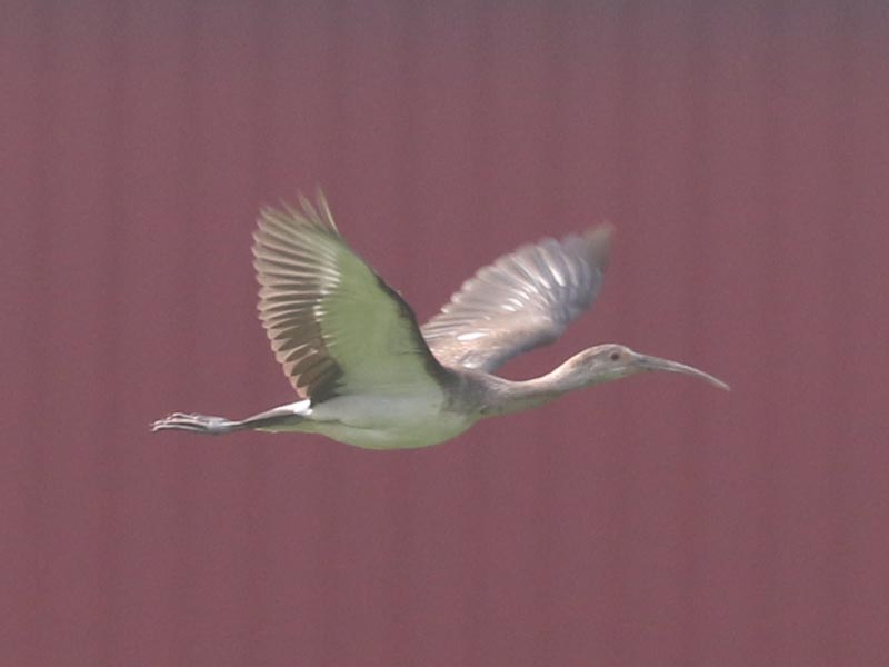 Mystery bird to be identified