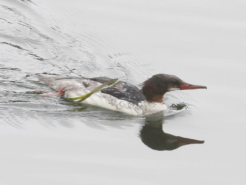 Mystery bird to be identified
