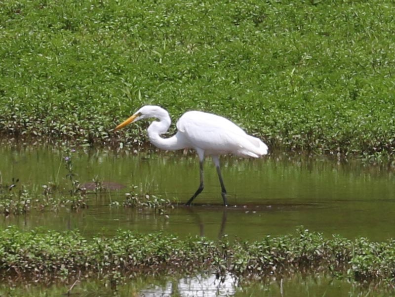Mystery bird to be identified