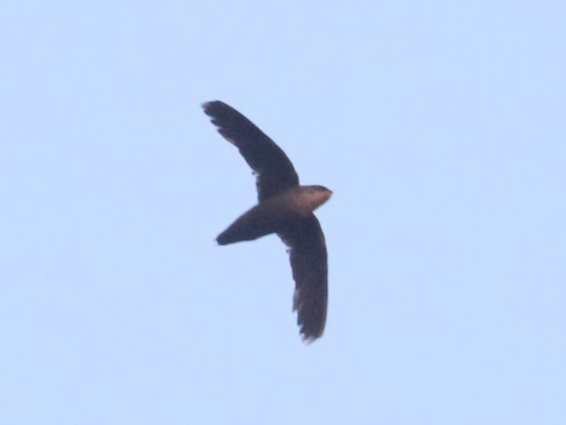 Mystery bird to be identified