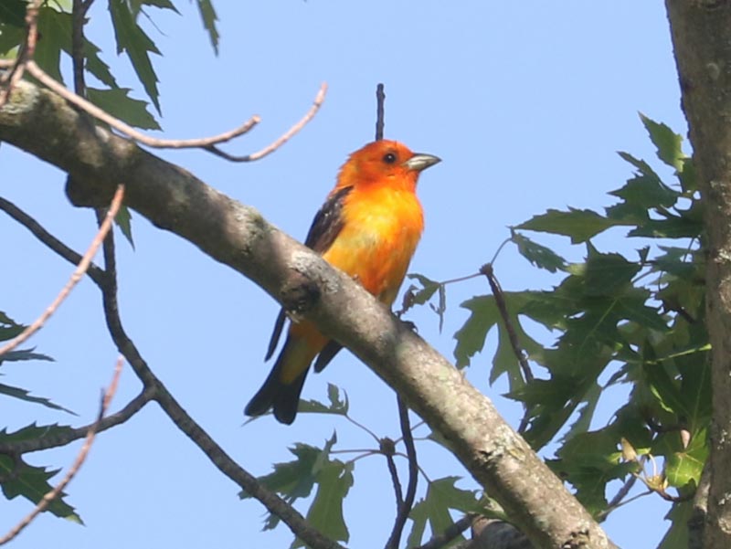 Mystery bird to be identified