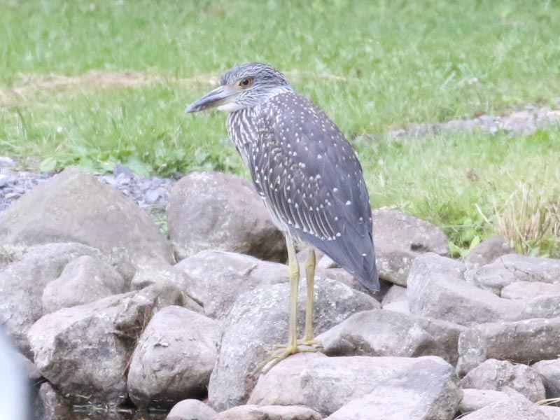 Mystery bird to be identified