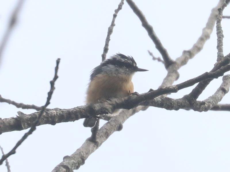 Mystery bird to be identified