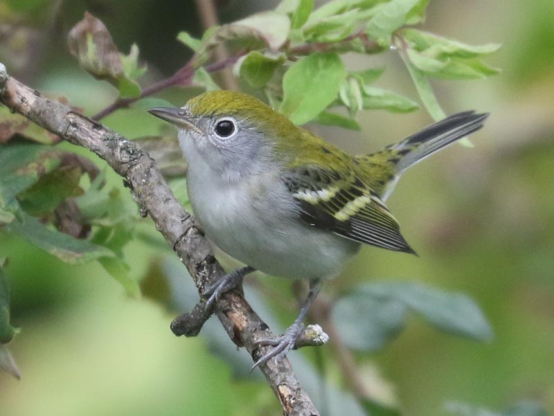 Mystery bird to be identified