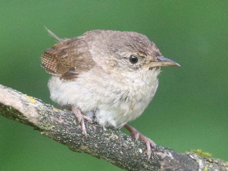 Mystery bird to be identified