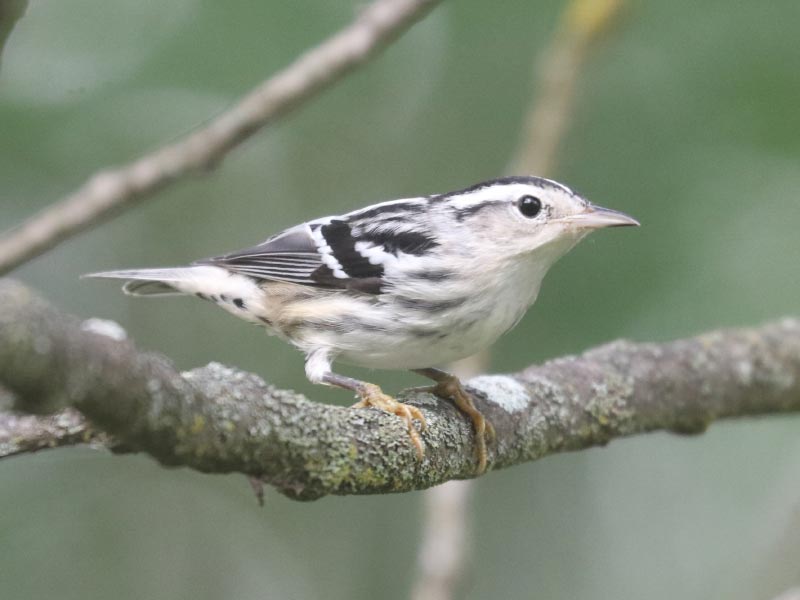 Mystery bird to be identified