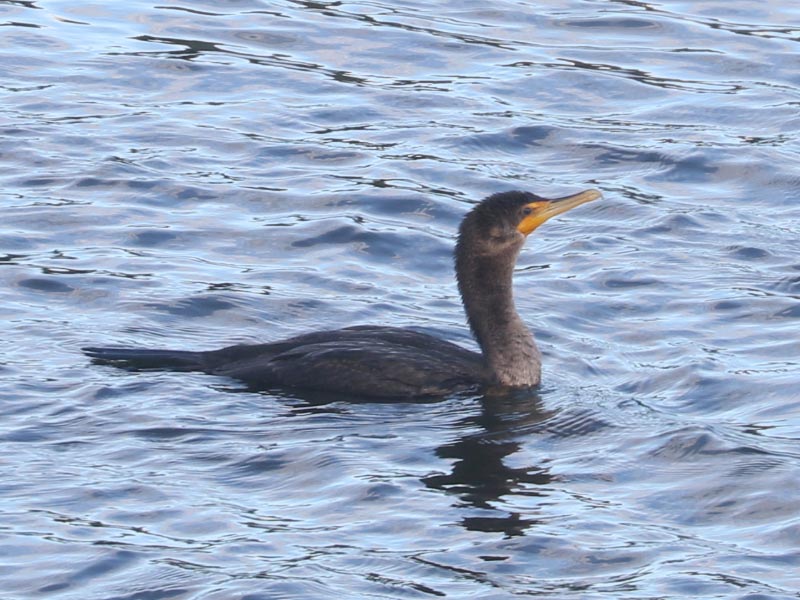 Mystery bird to be identified
