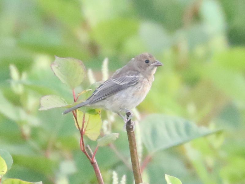 Mystery bird to be identified