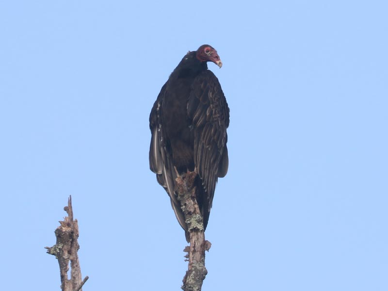 Mystery bird to be identified