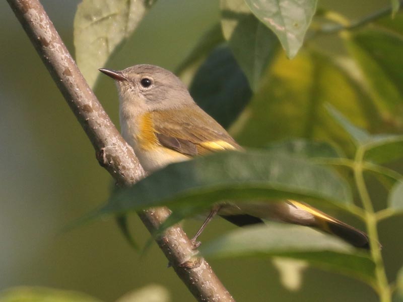 Mystery bird to be identified
