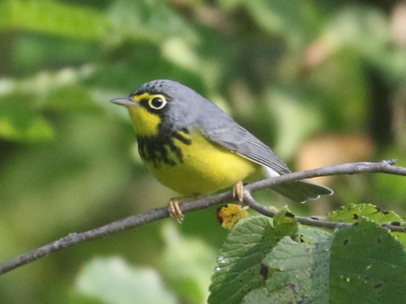 Mystery bird to be identified