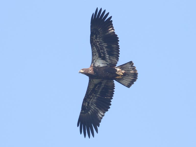 Mystery bird to be identified