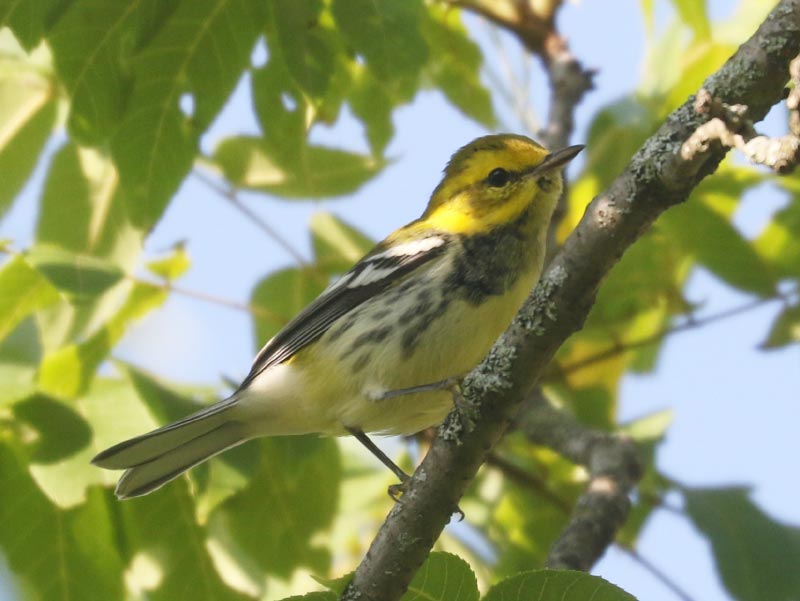 Mystery bird to be identified