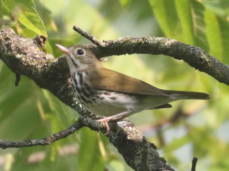 Mystery bird to be identified
