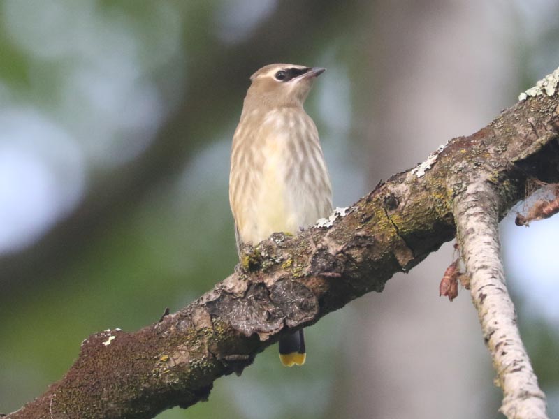 Mystery bird to be identified