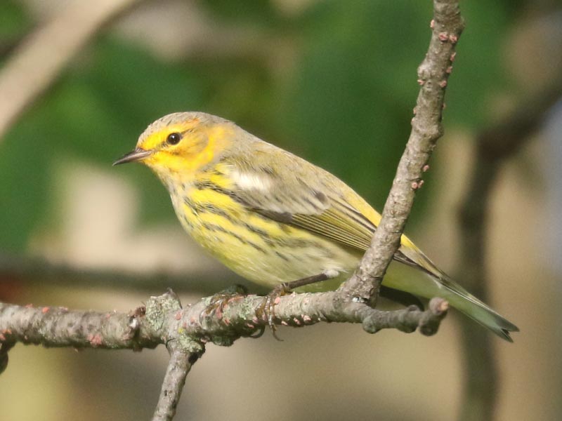 Mystery bird to be identified