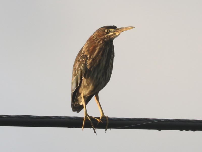Mystery bird to be identified
