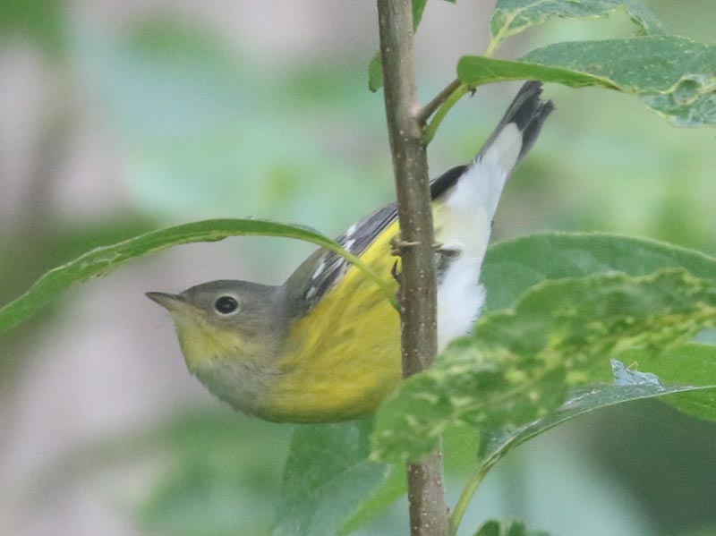 Mystery bird to be identified