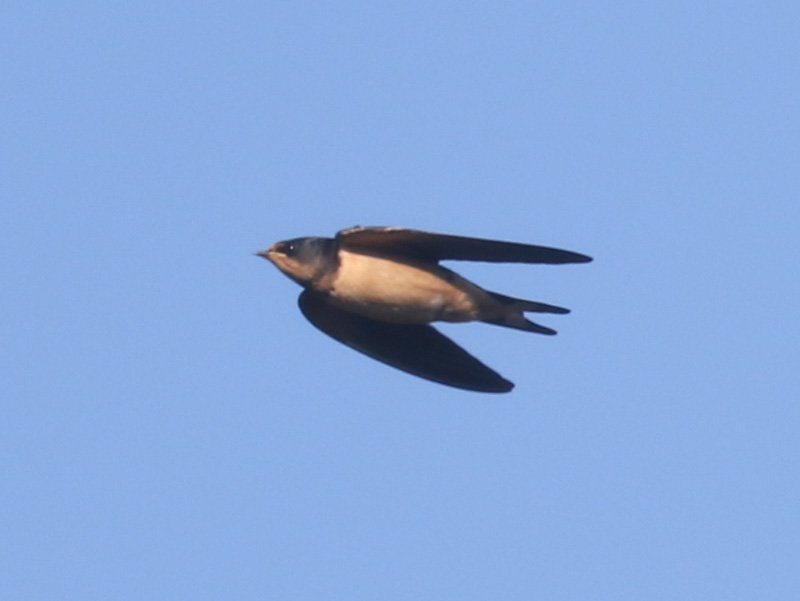 Mystery bird to be identified