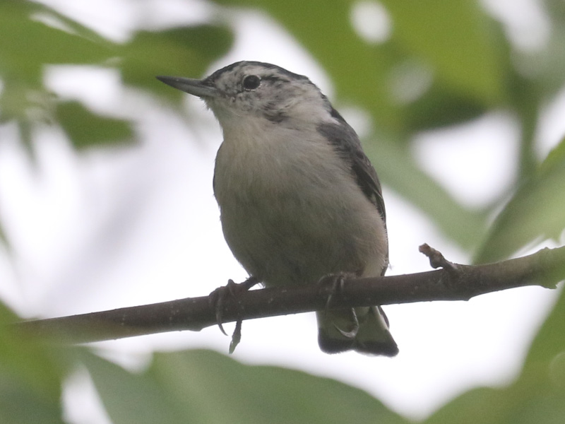 Mystery bird to be identified