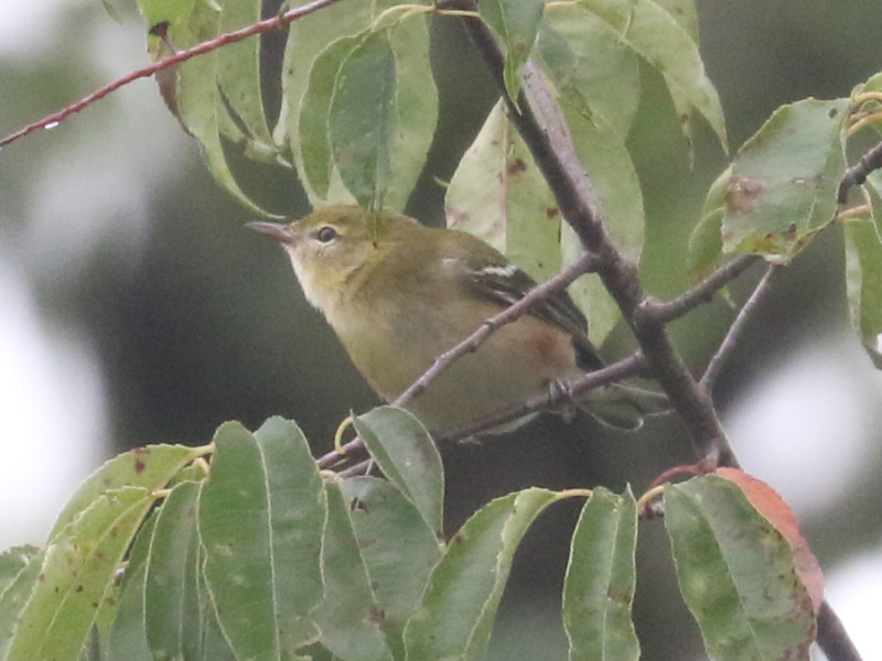 Mystery bird to be identified