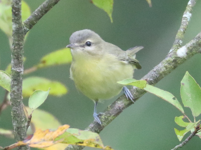 Mystery bird to be identified