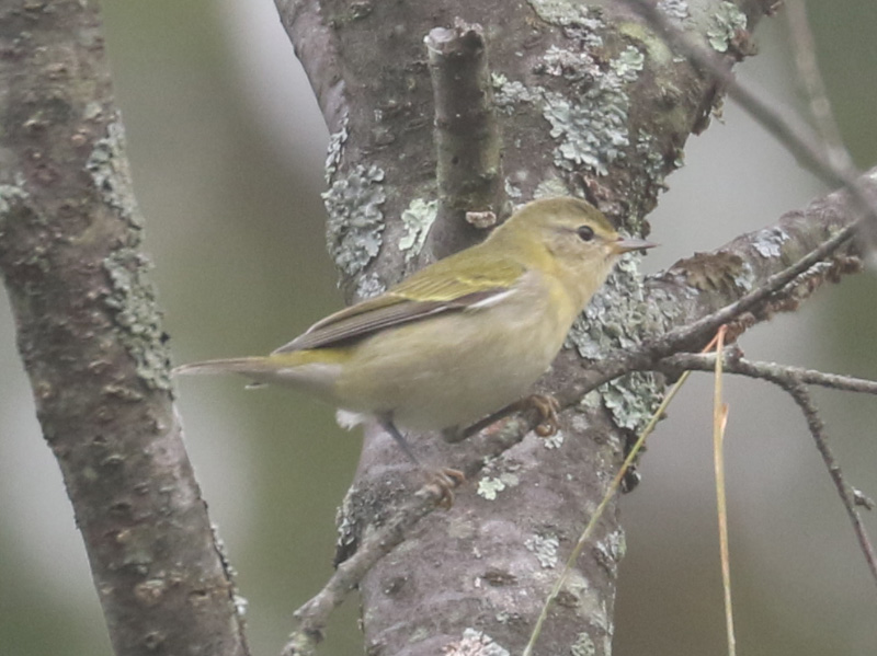 Mystery bird to be identified