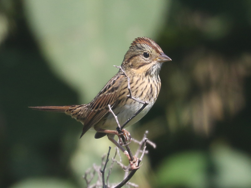 Mystery bird to be identified