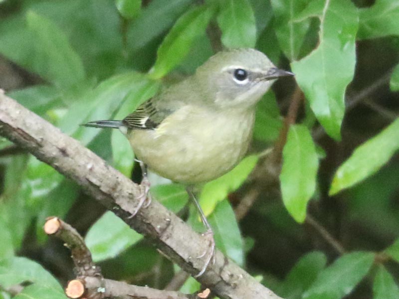 Mystery bird to be identified