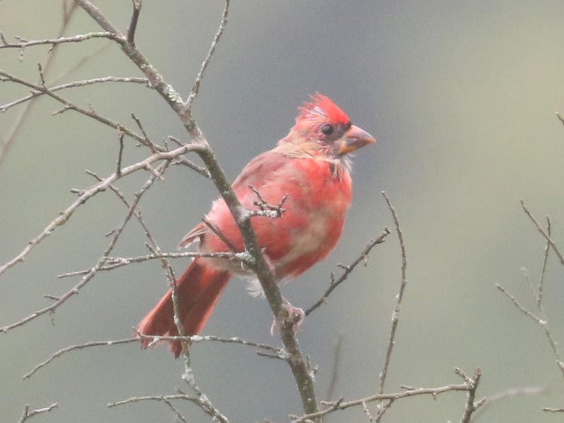Mystery bird to be identified