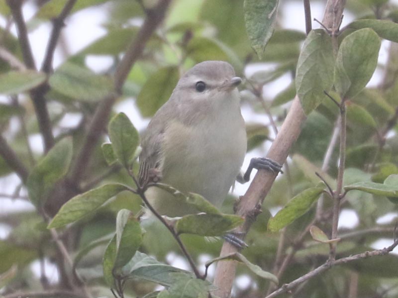 Mystery bird to be identified