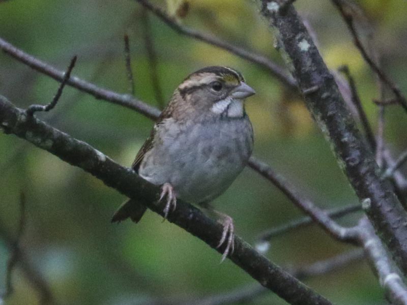 Mystery bird to be identified