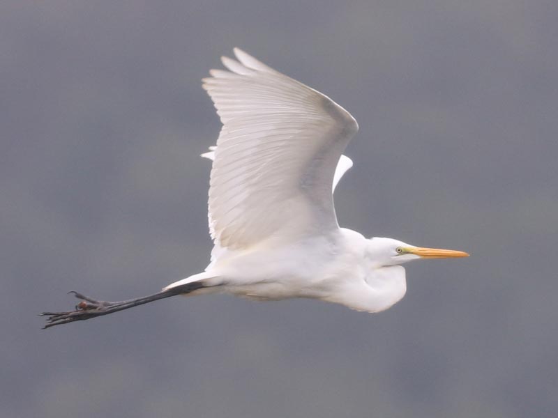 Mystery bird to be identified
