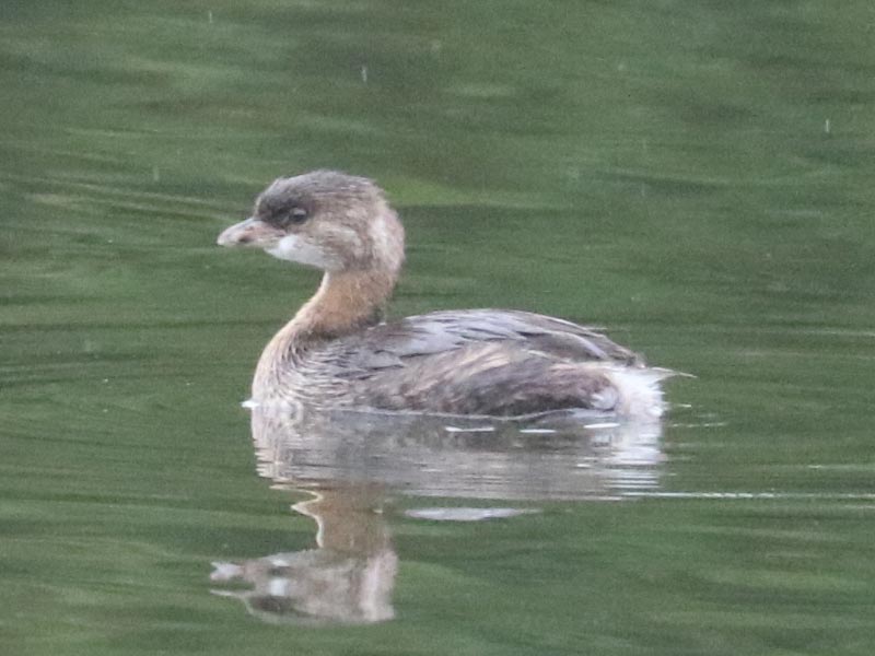 Mystery bird to be identified
