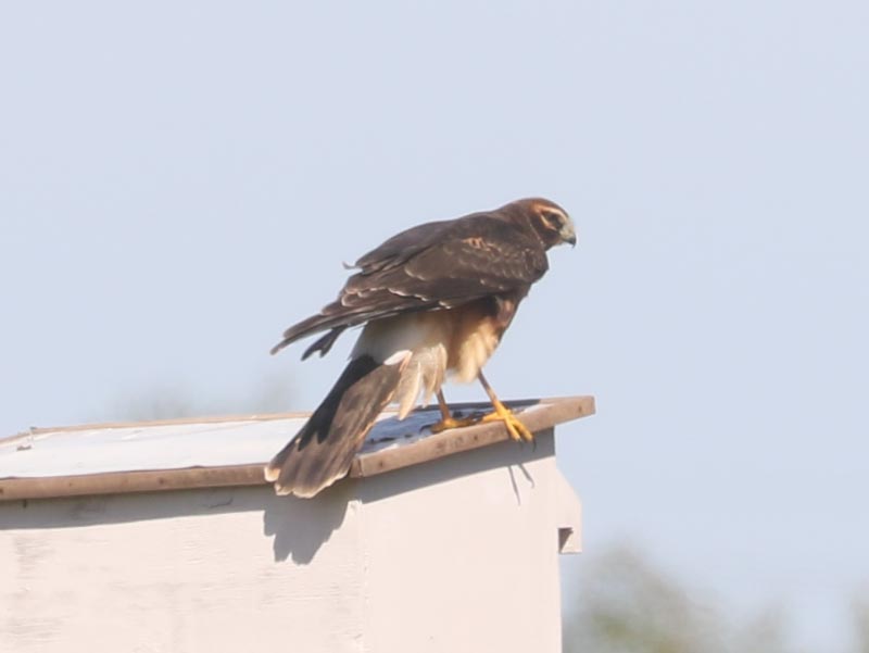 Mystery bird to be identified