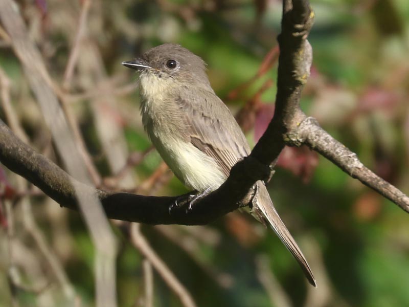 Mystery bird to be identified