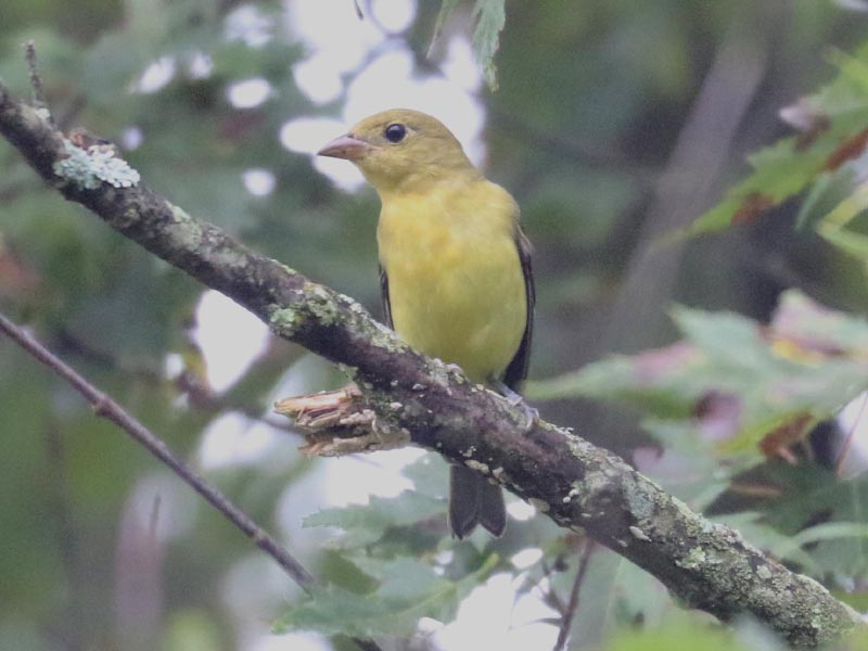 Mystery bird to be identified
