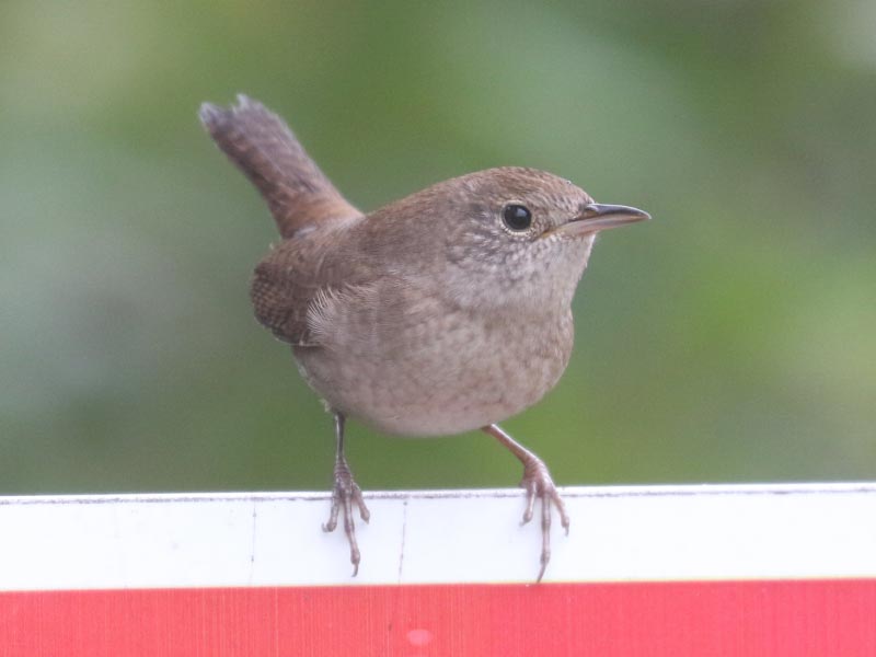 Mystery bird to be identified