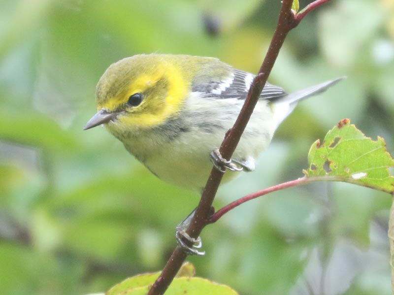 Mystery bird to be identified